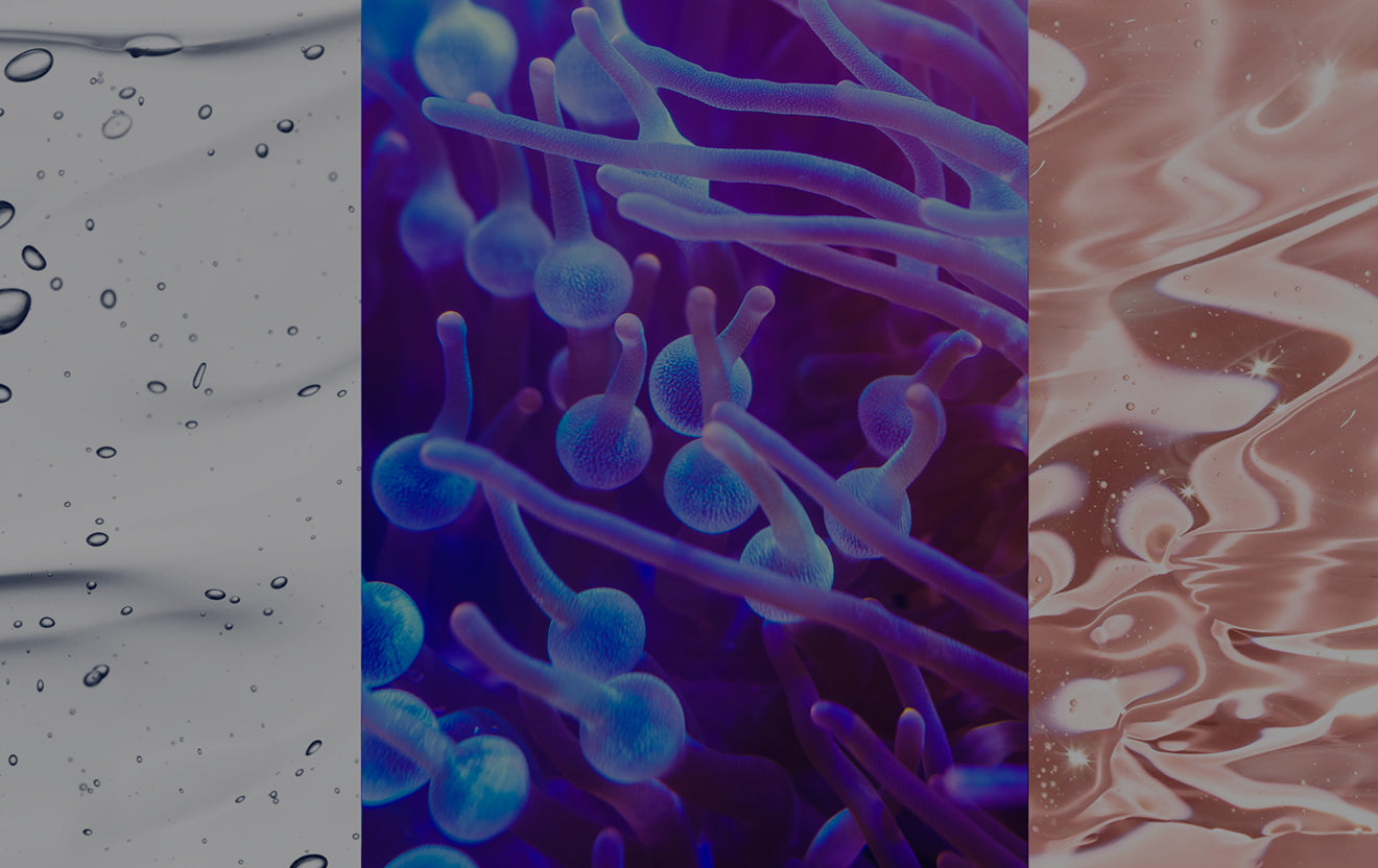 Triptych illustrating the ingredients of Bio-Theriac Complex. From left to right: clear liquid with bubbles, closeup of blue and purple sea anemone, and crystalline clear liquid on light pink background. 